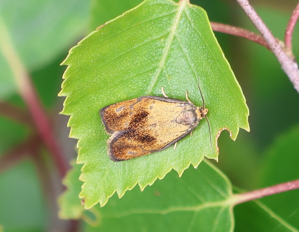 Photo of Brindled Twist (Ptycholoma lecheana)